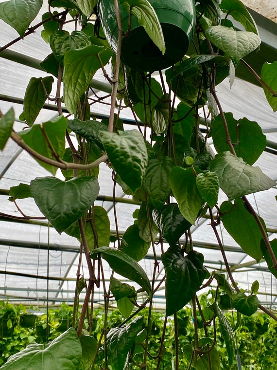 PAAN PLANT. Shipped in pot. Cây Trầu