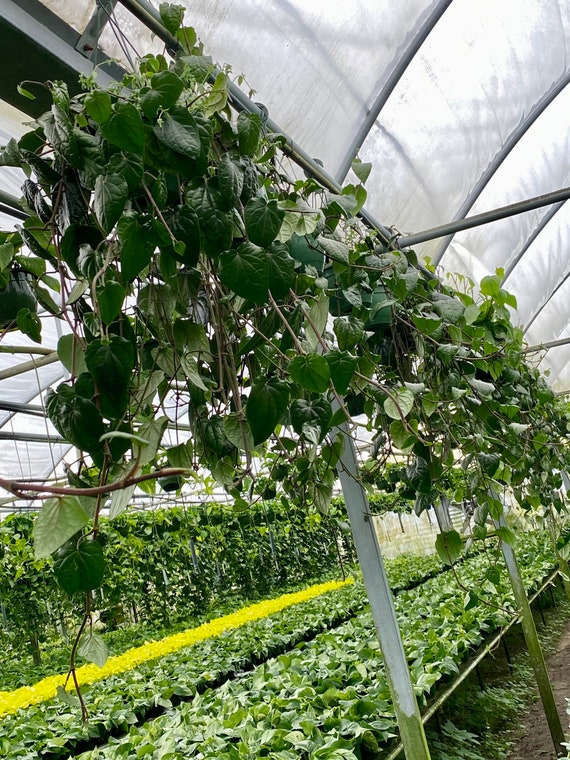 PAAN PLANT. Shipped in pot. Cây Trầu