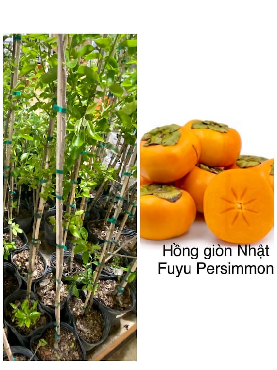 JAPANESE FUYU PERSIMMON/ Fuyugaki Persimmon