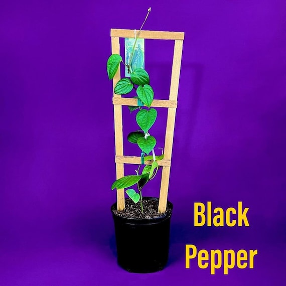 BLACK PEPPER VINES Plant. Piper Nigrum”