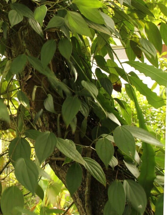 BLACK PEPPER VINES Plant. Piper Nigrum”