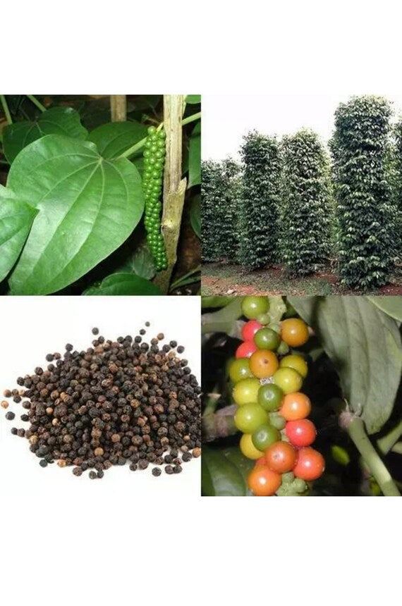 BLACK PEPPER VINES Plant. Piper Nigrum”