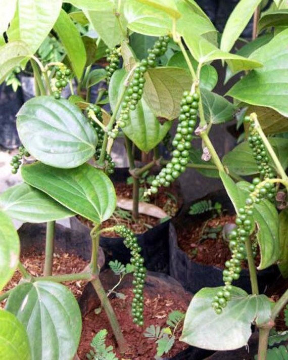 BLACK PEPPER VINES Plant. Piper Nigrum”