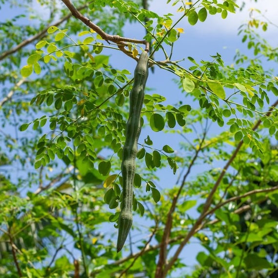 MORINGA LIVE PLANT