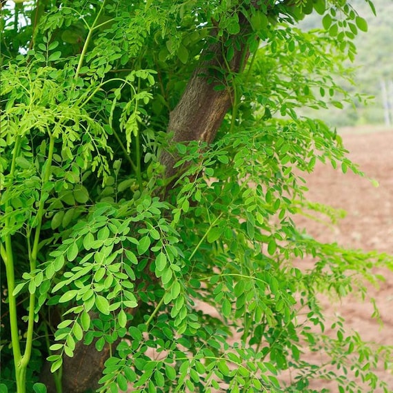 MORINGA LIVE PLANT