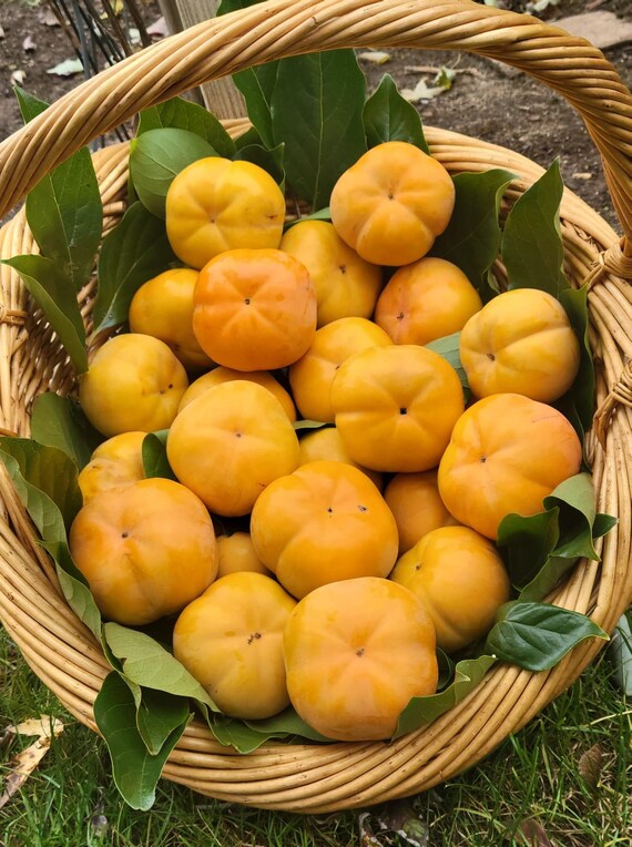 JAPANESE FUYU PERSIMMON/ Fuyugaki Persimmon