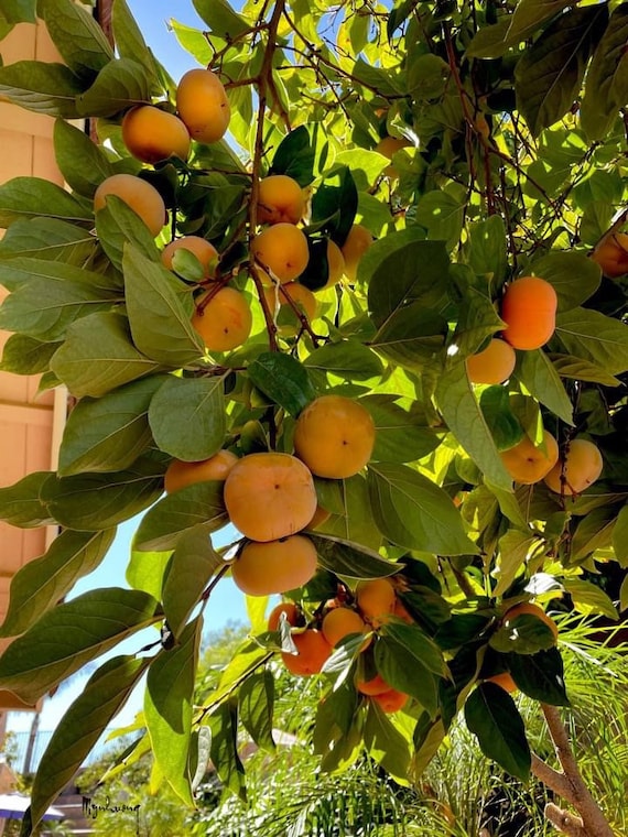 JAPANESE FUYU PERSIMMON/ Fuyugaki Persimmon