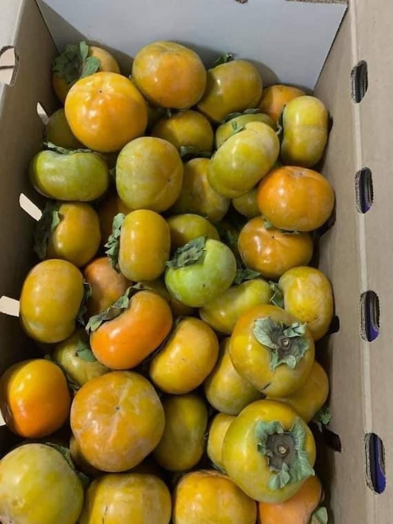 JAPANESE FUYU PERSIMMON/ Fuyugaki Persimmon