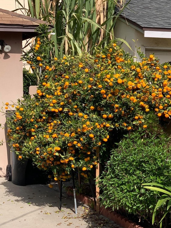 Big 10Gal MARUMI Sweet Kumquat. Cây Tắc Ngọt Trái Tròn.