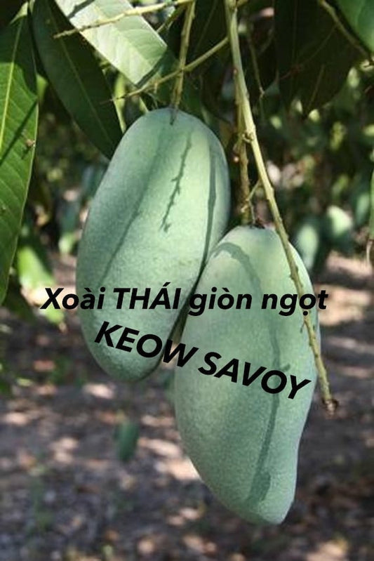 KEOW SAVOY Thai Mango Tree. Xoài Thái Giòn Ngọt