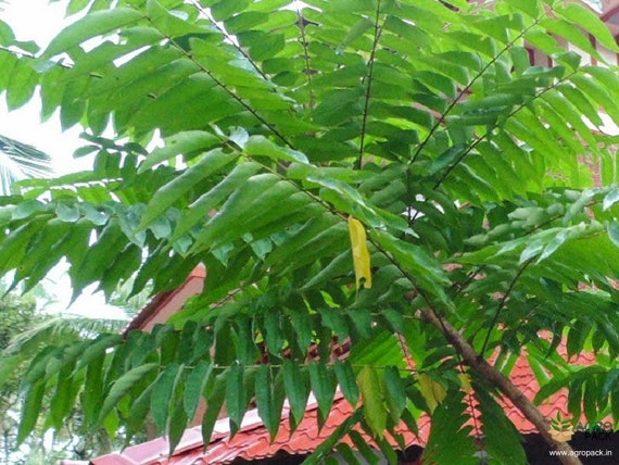 AVERRHOA BILIMBI/ Cây Khế Tàu Chua/ Cucumber Tree/ Tree Sorrel