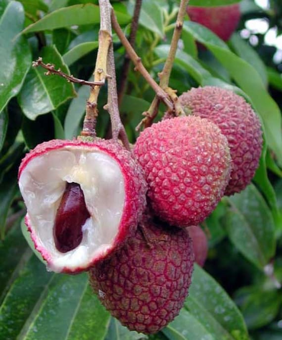 HAK-IP LYCHEE Tree/ Litchi/ Cây Vải Thiều Hột Tiêu