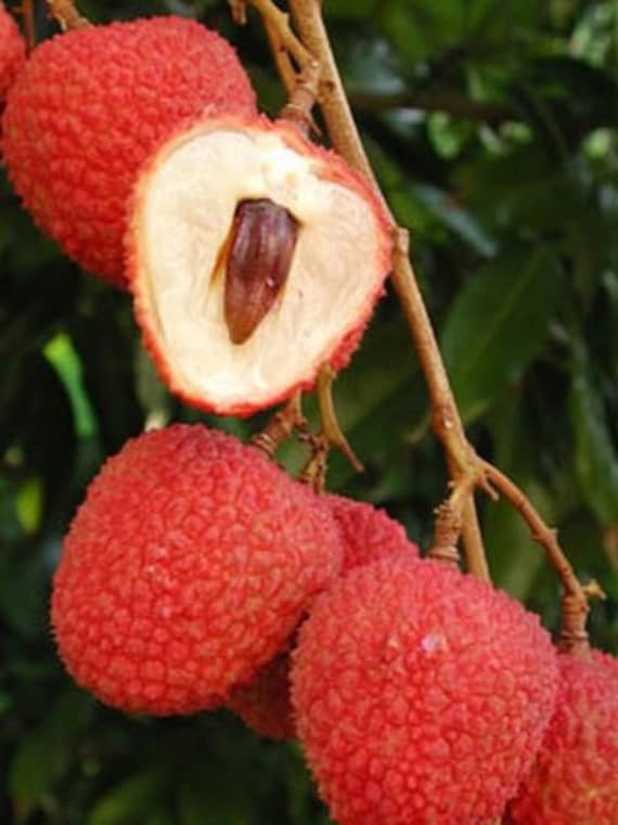 HAK-IP LYCHEE Tree/ Litchi/ Cây Vải Thiều Hột Tiêu