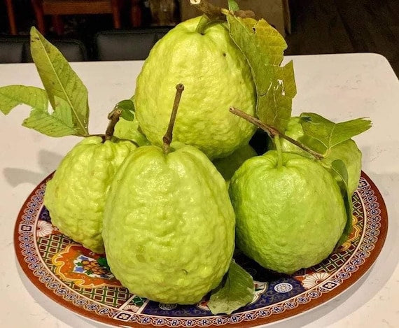 THAI WHITE GUAVA Tree