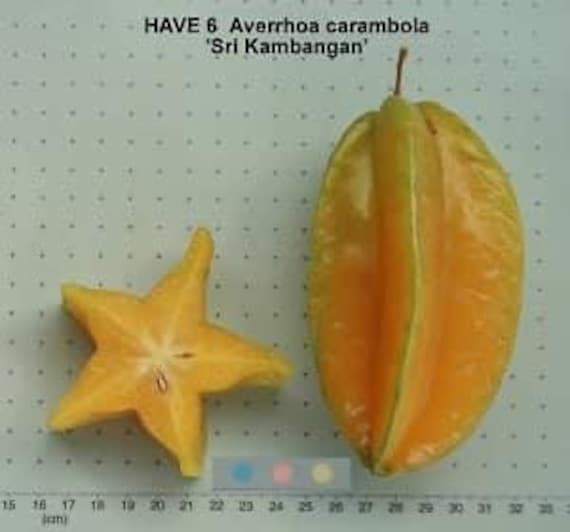 CARAMBOLA Tree/ Sweet STAR FRUIT/ Cây Khế Ngọt