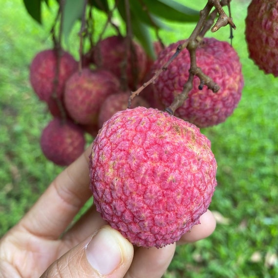 EMPEROR Lychee/ Litchi/ Cây Vải Hoàng Đế