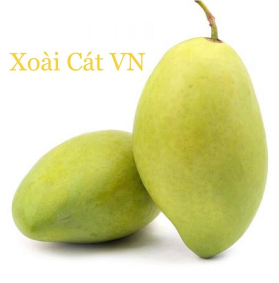 CAT HOA LOC Mango Tree