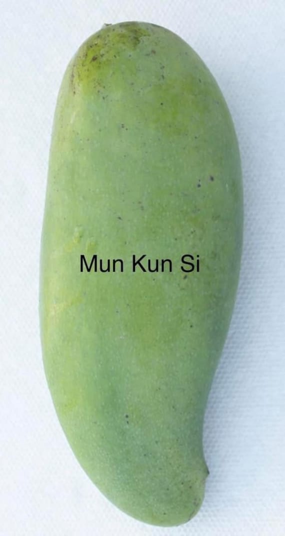 MUN KUN SI Thai Mango Tree