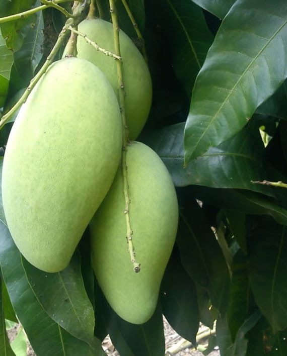 KIEW YAI THAI Mango Tree. Xoài Tượng/ Khaew Yai/ Khao Yai/ Keow Yai