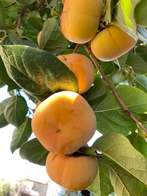 JAPANESE FUYU PERSIMMON/ Fuyugaki Persimmon