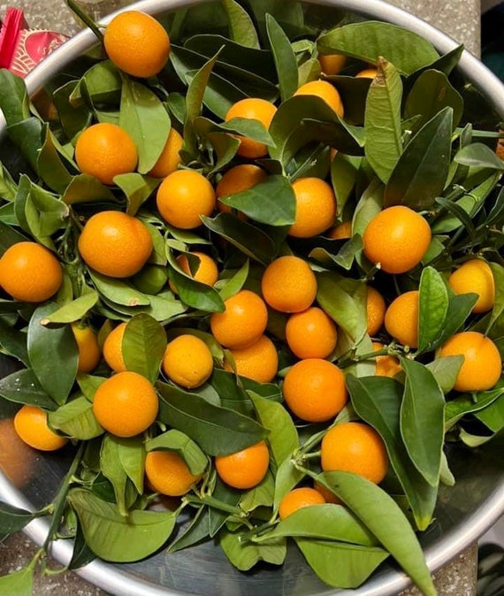 Big 10Gal MEIWA SWEET Kumquat. Cây Tắc Ngọt Trái Tròn