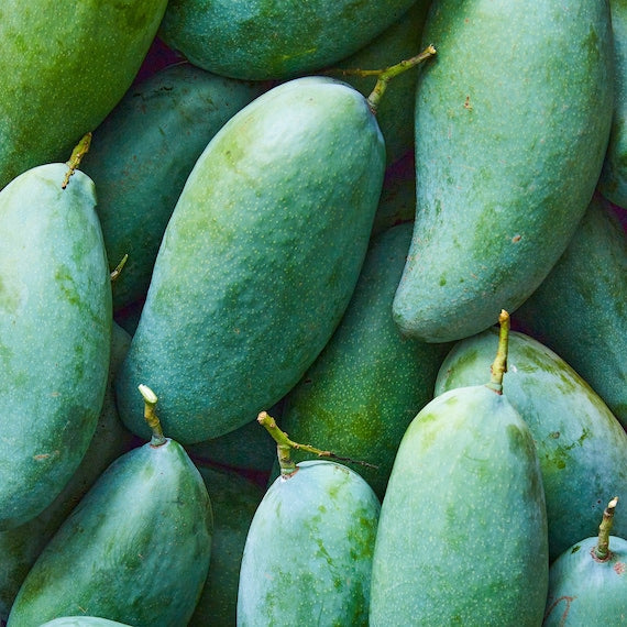 KEOW SAVOY Thai Mango Tree. Xoài Thái Giòn Ngọt