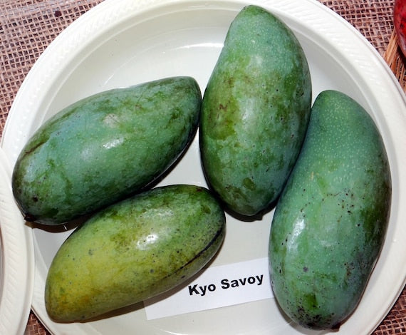 KEOW SAVOY Thai Mango Tree. Xoài Thái Giòn Ngọt