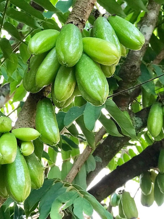 AVERRHOA BILIMBI/ Cây Khế Tàu Chua/ Cucumber Tree/ Tree Sorrel