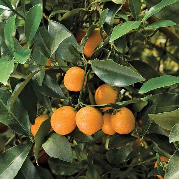 MEIWA Sweet Kumquat . Cây Tắc Ngọt Trái Tròn