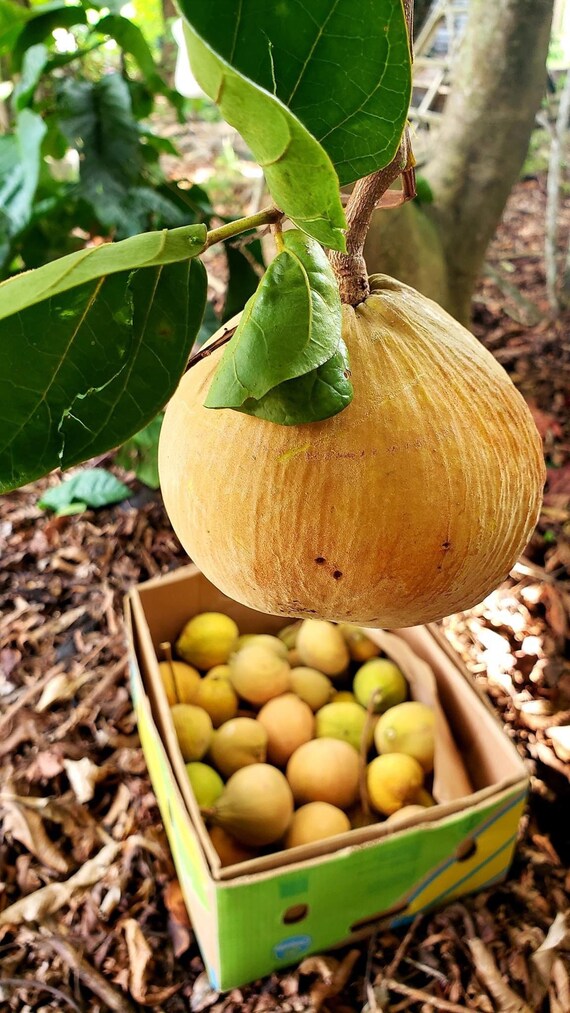 SANTOL TREE/ Cotton Fruit Tree/ Quả Bông