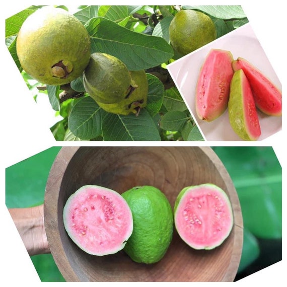 RUBY SUPREME GUAVA Tree (Psidium Guava)