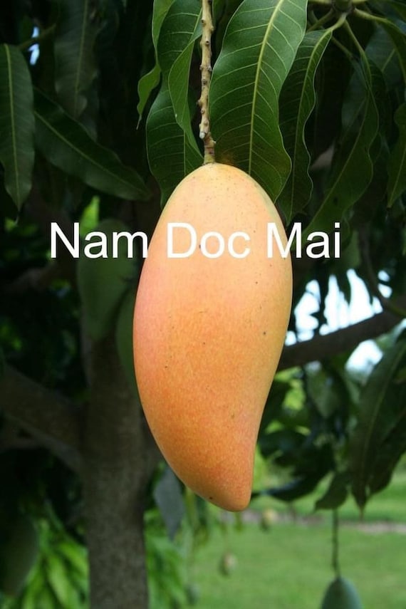 NAM DOC MAI #4 Semi Dwarf Thai Mango Tree