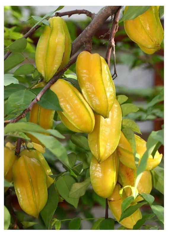 CARAMBOLA Tree/ Sweet STAR FRUIT/ Cây Khế Ngọt