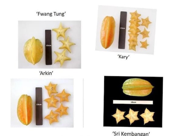 CARAMBOLA Tree/ Sweet STAR FRUIT/ Cây Khế Ngọt