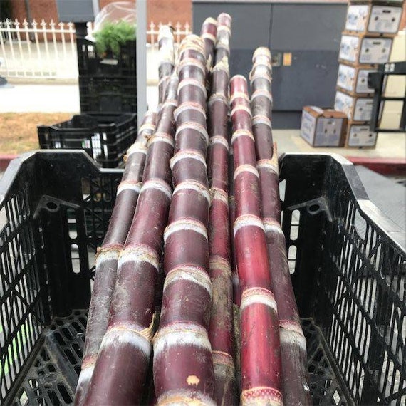 10Lbs FRESH PURPLE SUGARCANE Sticks. Mía Voi