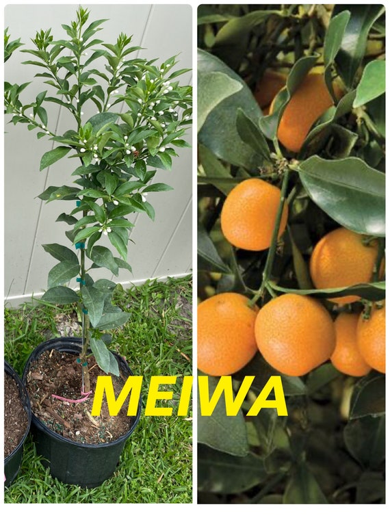 Big 10Gal MEIWA SWEET Kumquat. Cây Tắc Ngọt Trái Tròn