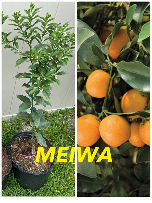 MEIWA Sweet Kumquat . Cây Tắc Ngọt Trái Tròn
