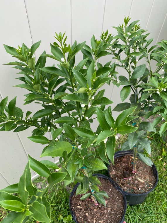 MEIWA Sweet Kumquat . Cây Tắc Ngọt Trái Tròn