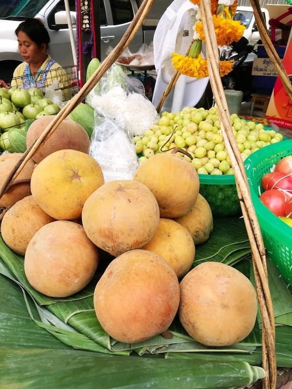 SANTOL TREE/ Cotton Fruit Tree/ Quả Bông