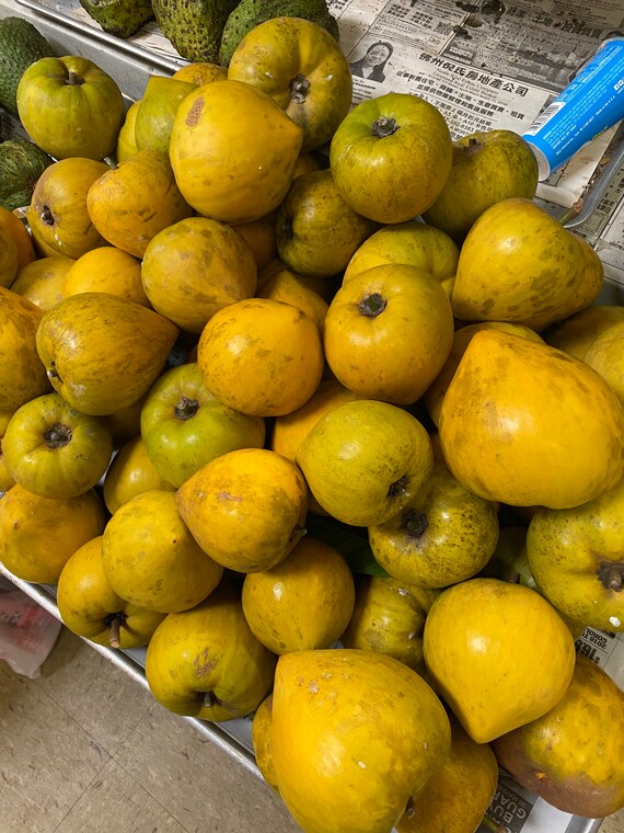 Canistel/ Egg Fruit Tree/ Cây Trứng Gà/ Lêkima