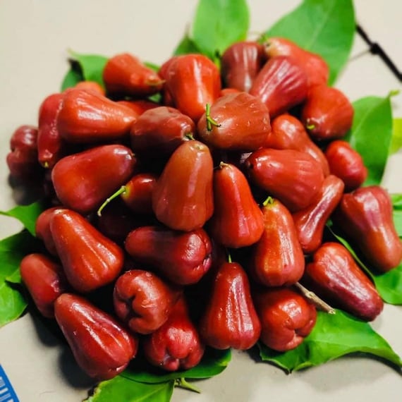 Mận An Phước RED Wax JAMBU