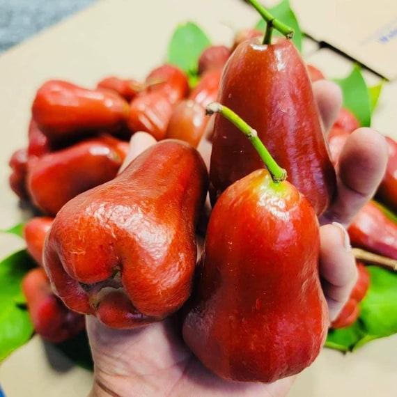 Mận An Phước RED Wax JAMBU