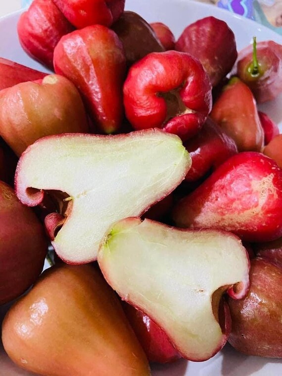 Mận An Phước RED Wax JAMBU