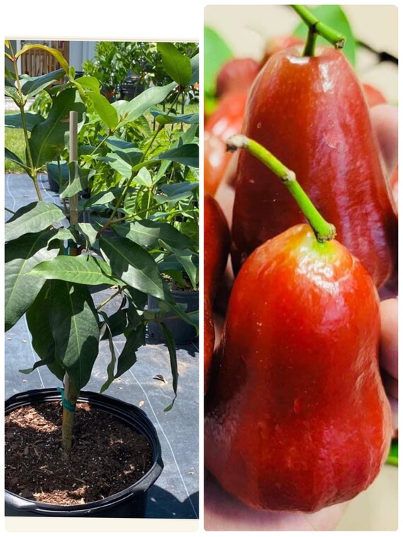 Mận An Phước RED Wax JAMBU