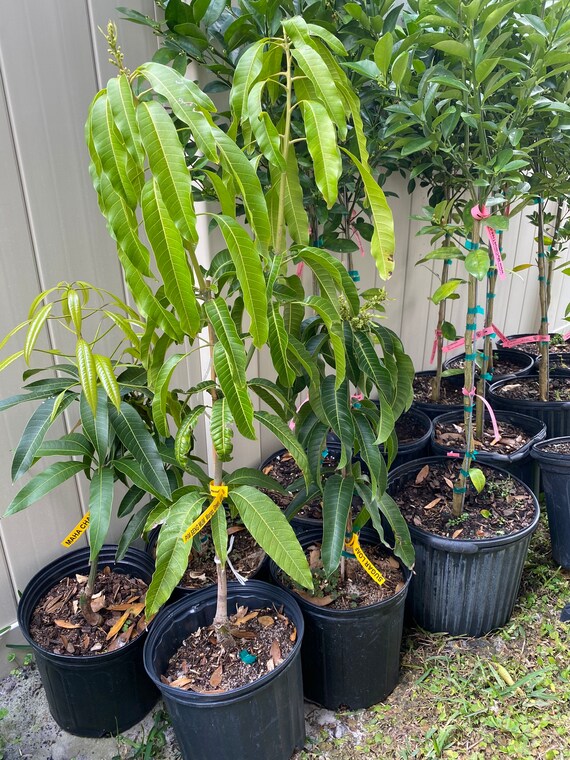 KEOW SAVOY Thai Mango Tree. Xoài Thái Giòn Ngọt