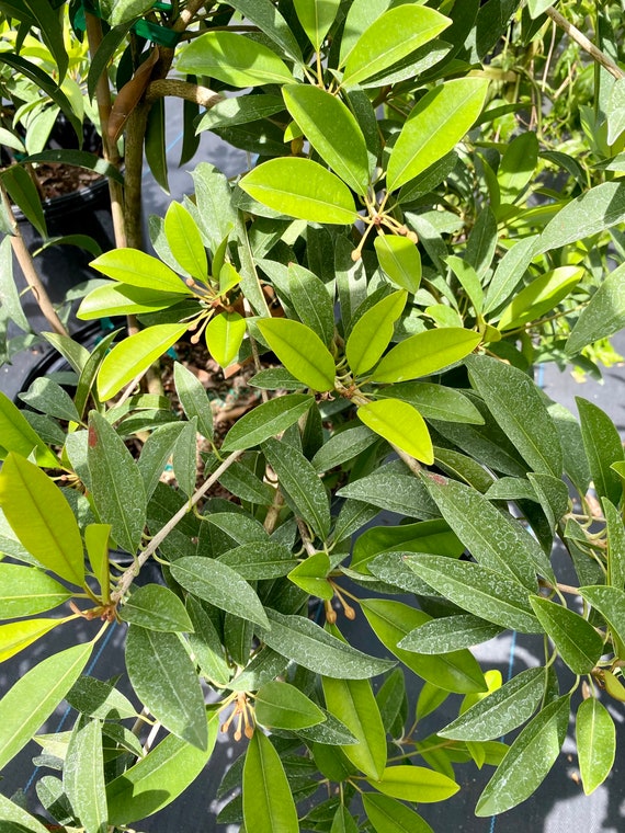 Big 15Gal ALANO SAPODILLA (Manilkara zapota)