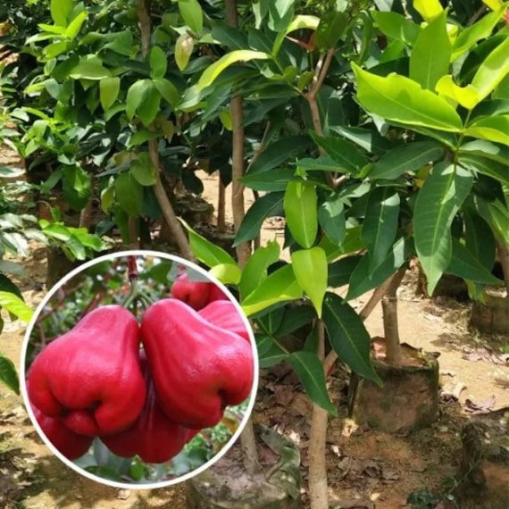 Mận An Phước RED Wax JAMBU