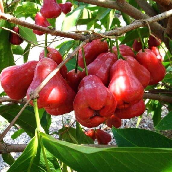 Mận An Phước RED Wax JAMBU