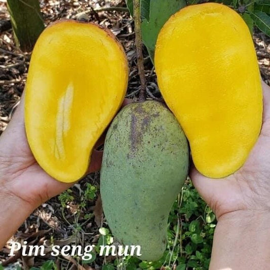 PIM SENG MUM Semi Dwarf Thai Mango Tree