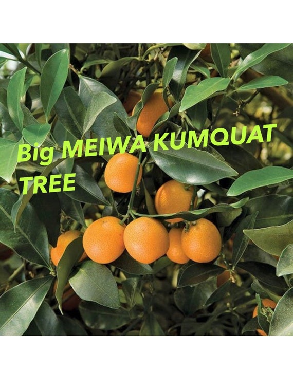 Big 10Gal MEIWA SWEET Kumquat. Cây Tắc Ngọt Trái Tròn